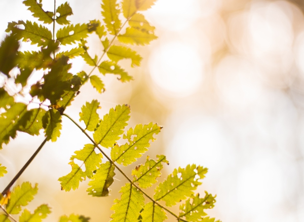 ​​​​​​​Bewust afscheid nemen - waarom het zo belangrijk is